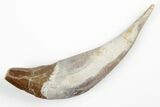 Fossil Primitive Whale (Basilosaur) Tooth - Morocco #215098-1